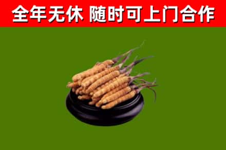 漳州市烟酒回收冬虫夏草.jpg